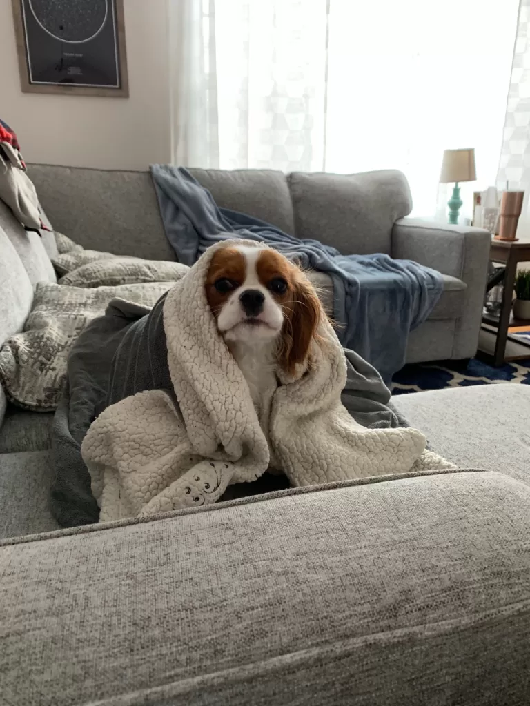 A Cavalier King Charles Spaniel on a grey couch wrapped up in a blanket.