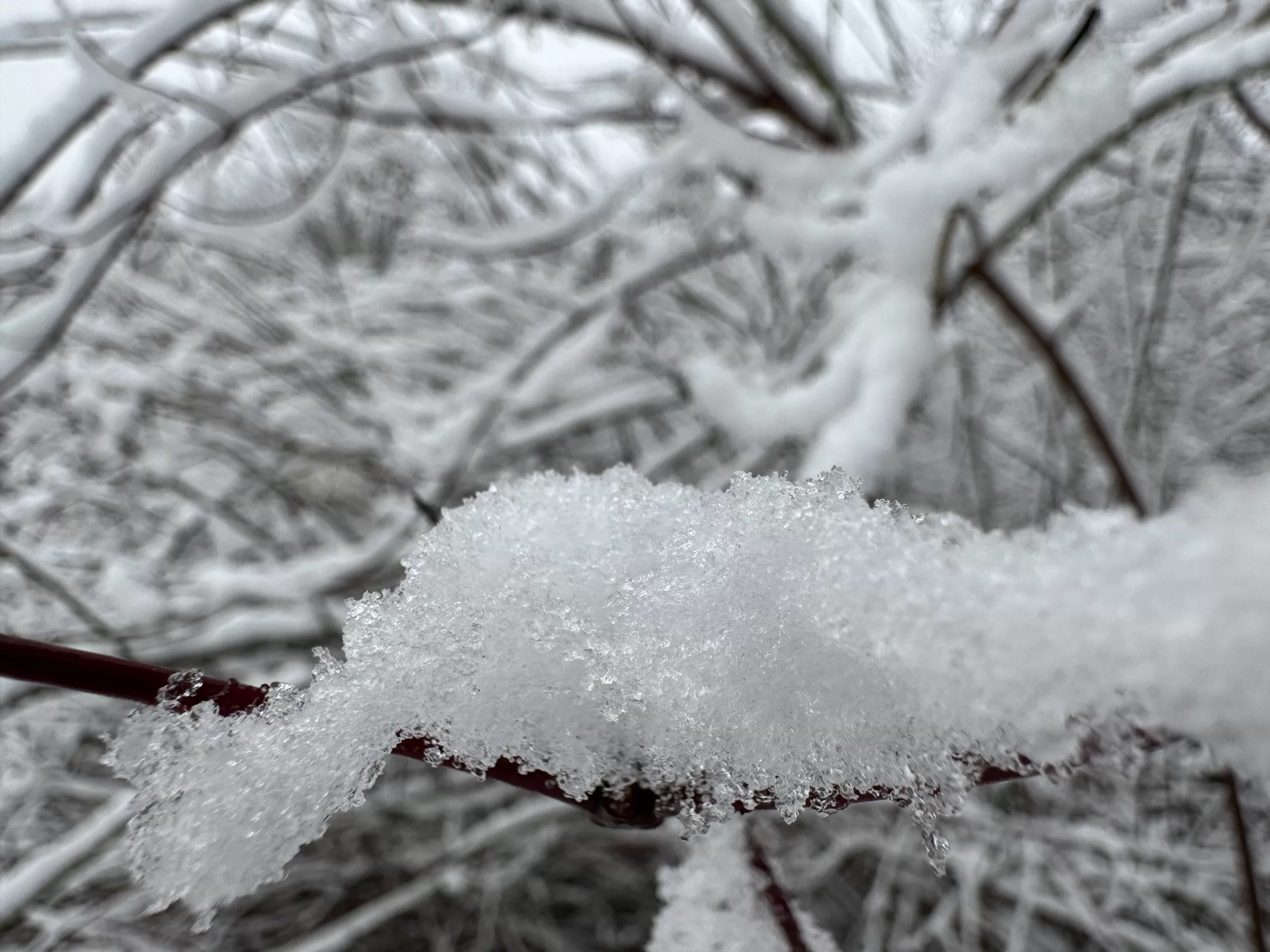 A close up of iced up snow on a bush branch.