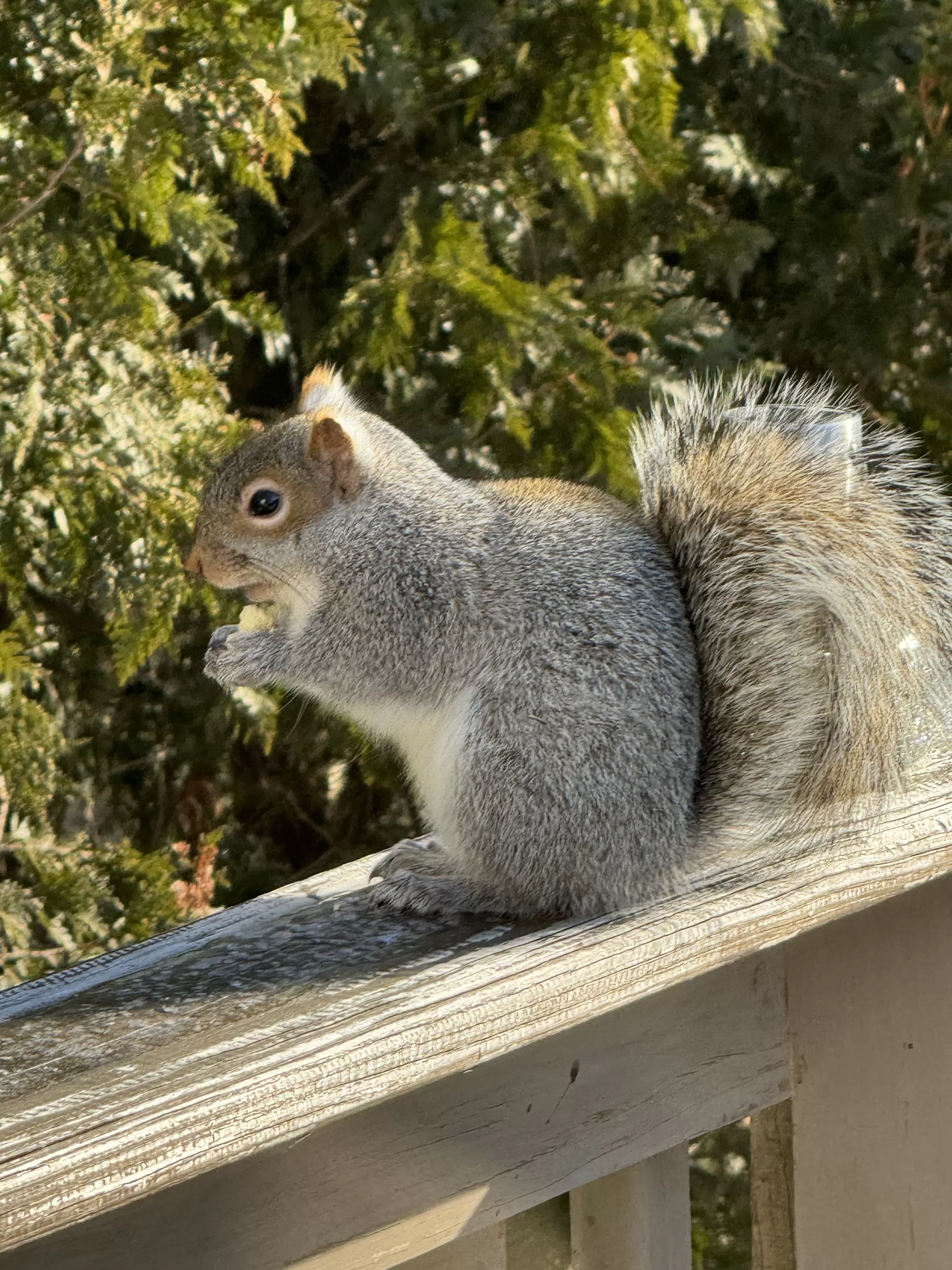 A grey squirrel eating on the wooden railing of a deck.