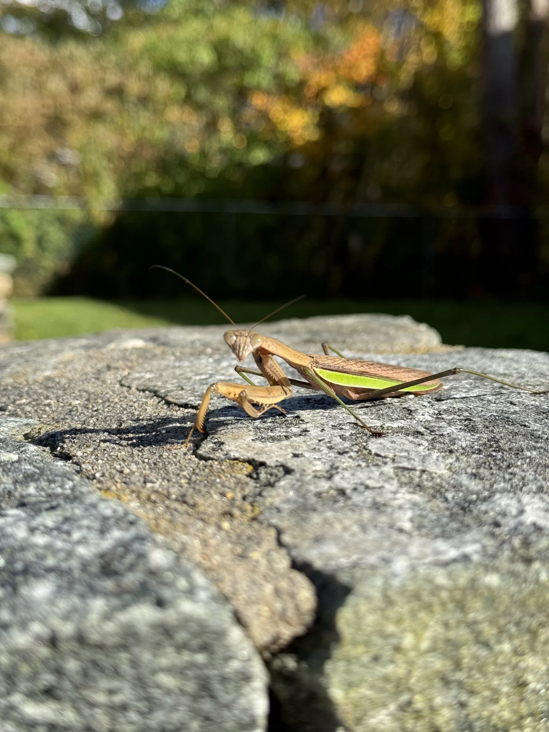 A brown praying mantis with a green stripe on its body sitting on a stone wall looking towards the camera. The green stripe is in focus, and its face is slightly out of focus.