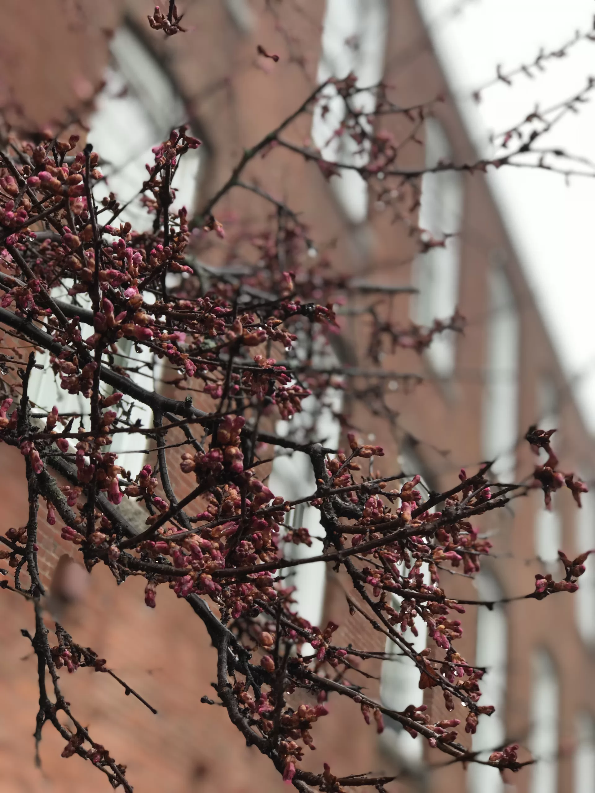 A branch with some unopened, red buds. A brick building is out of focus in the background.