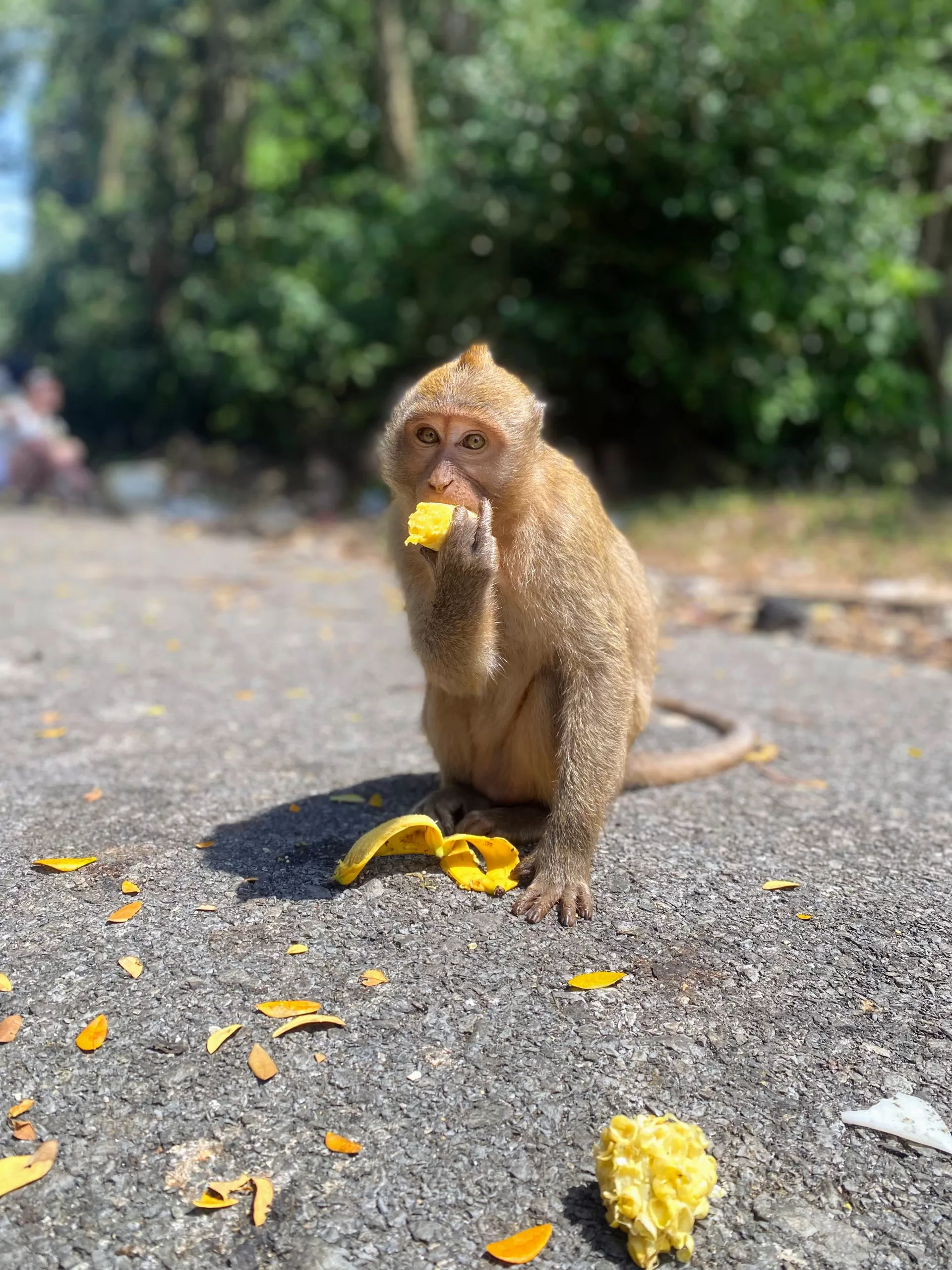 A cute monkey sitting on an asphalt surface and eating banana.