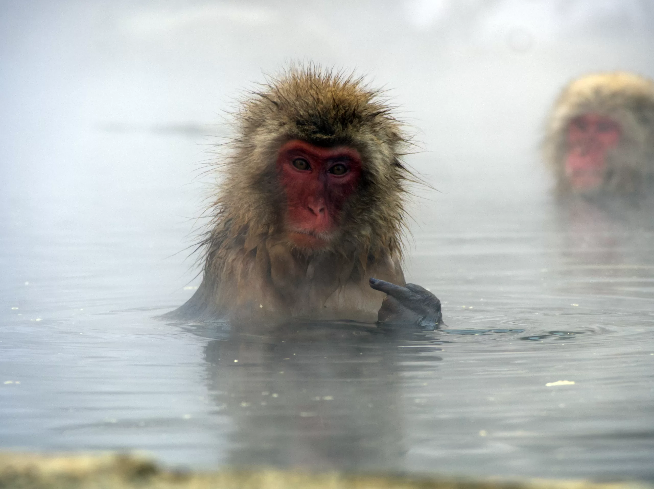 A snow monkey in water looks at the camera inquisitively