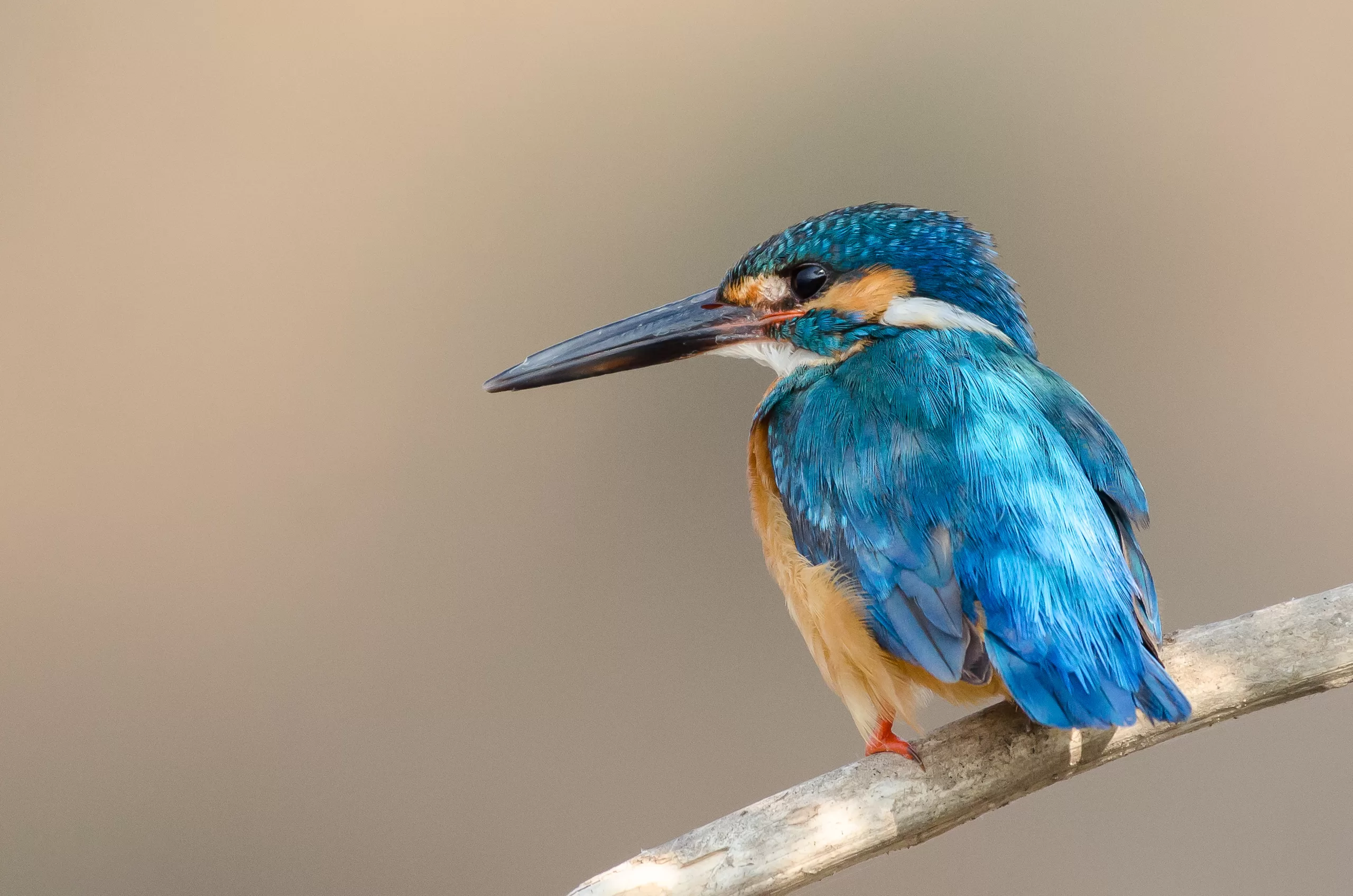 A blue and brown Common Kingfisher, perching on a branch in India.