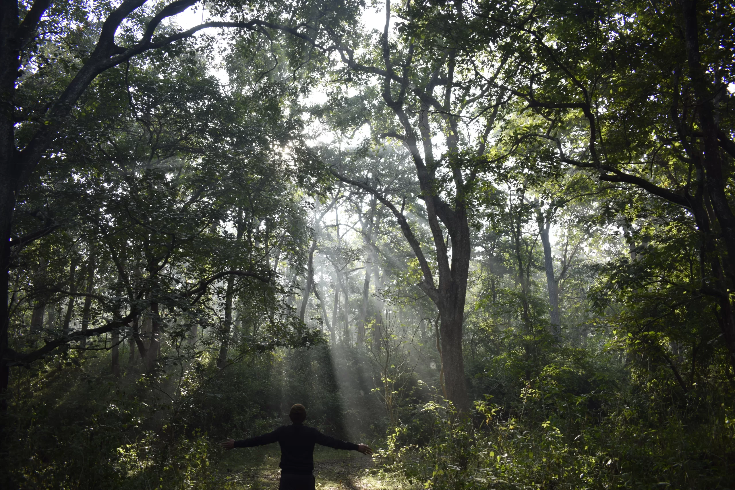 A boy standing amidst the jungle of dandeli, gazing towards the sunlight filtering through the dense foliage, illuminating the natural beauty around him.