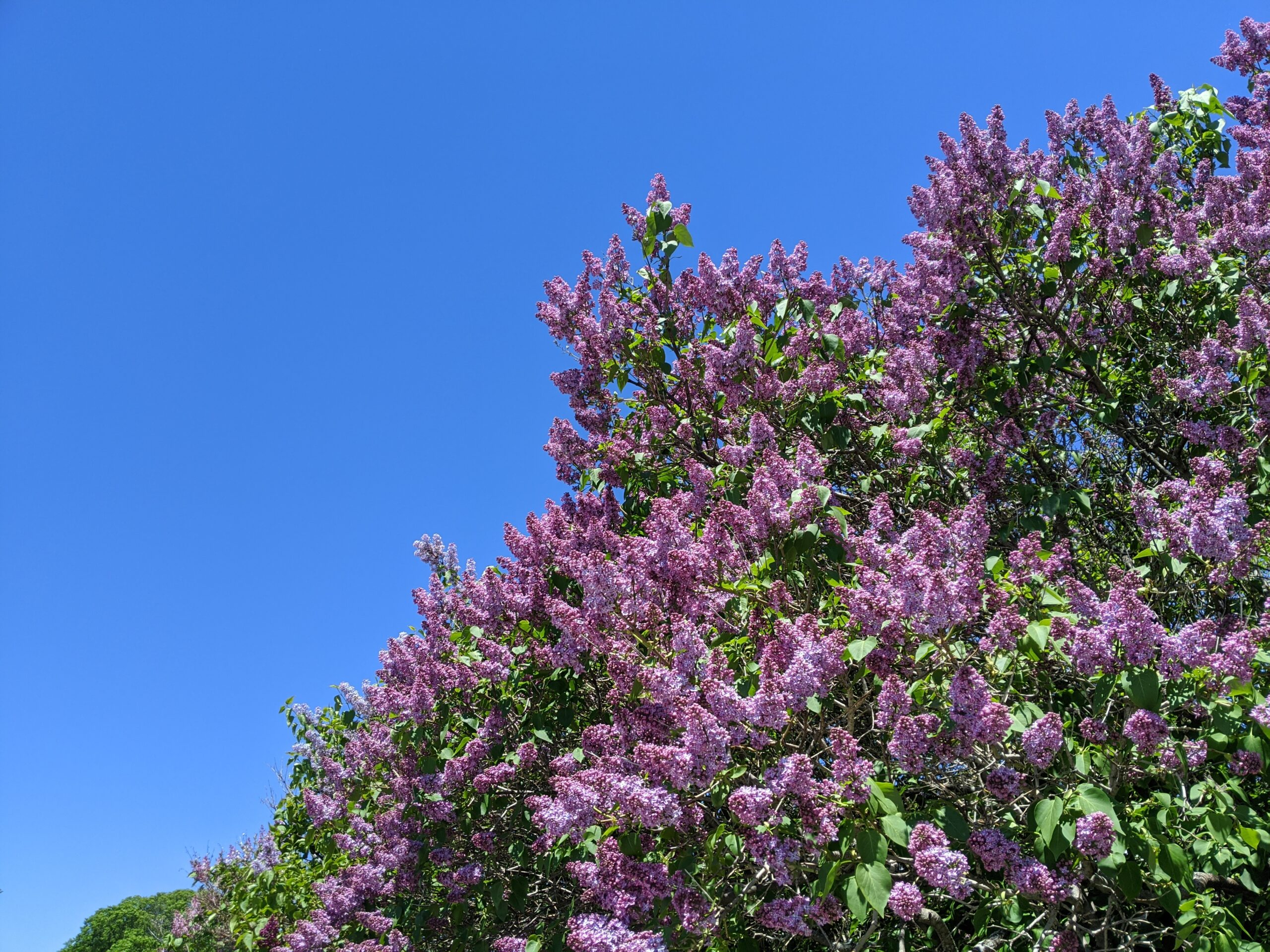 A blooming lilac tree against a deep blue sky.