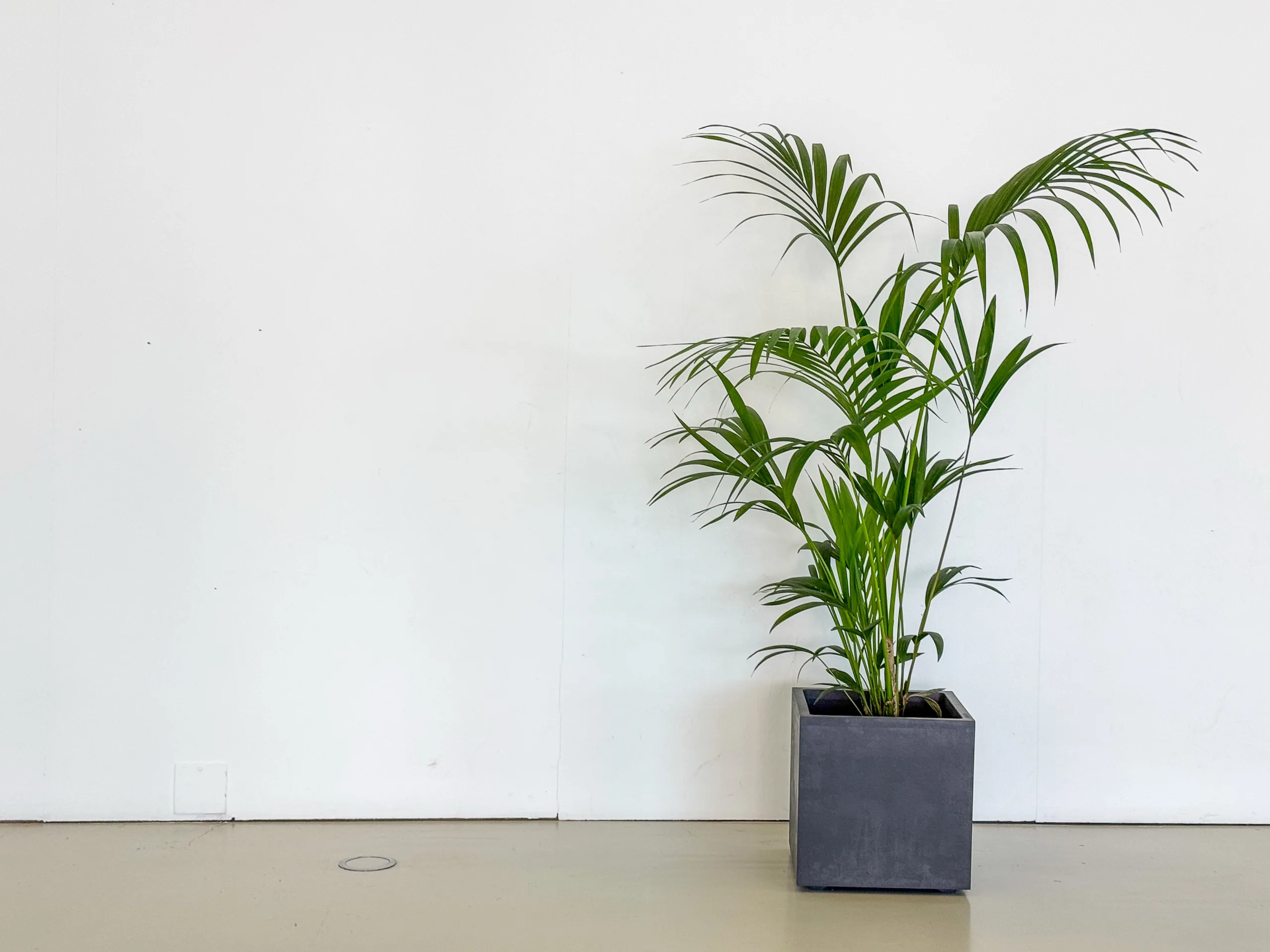 A tall green potted plant with long, slender leaves, placed in a dark square planter against a plain white wall. The minimalistic setting emphasizes the plant’s fresh and natural aesthetic, with a clean, modern look. The floor is neutral-colored, complementing the simple and elegant composition.