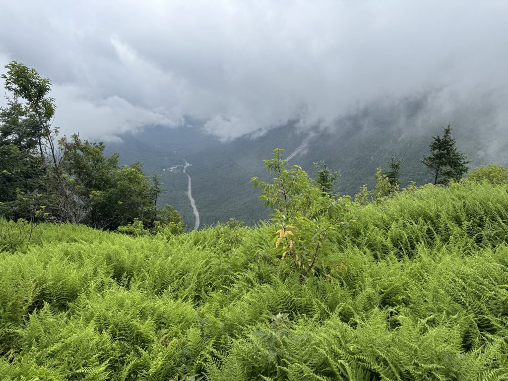 A bed of ferns in the foreground at the peak of Mount Willard. It’s foggy, but a highway can be seen in the background almost 3,000 feet below.