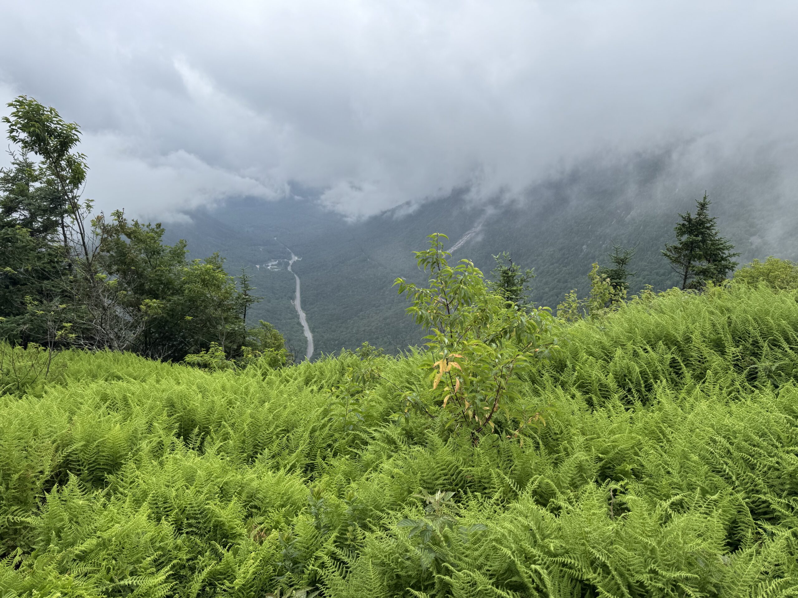 A bed of ferns in the foreground at the peak of Mount Willard.  It’s foggy, but a highway can be seen in the background almost 3,000 feet below.